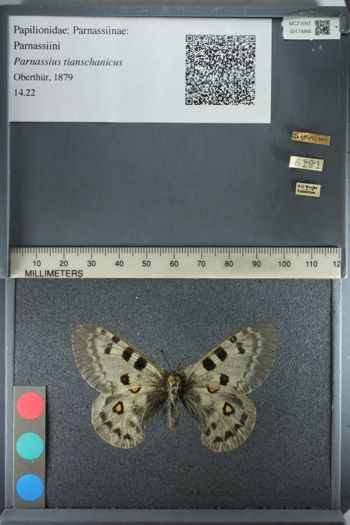 Media type: image;   Entomology 174866
